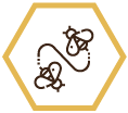 Varroa